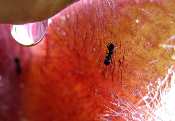 “Life is priceless even to an ant” ― Xiaobo Liu