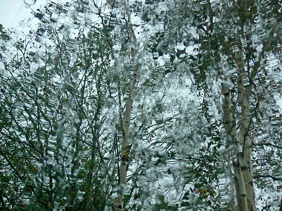 Birches seen through dreamy eyes