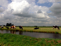 The friendly cow, all red and white, I love with all my heart