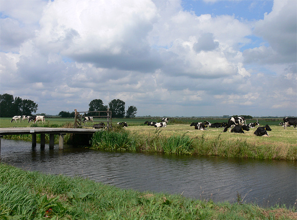 Cows are amongst the gentlest of breathing creatures