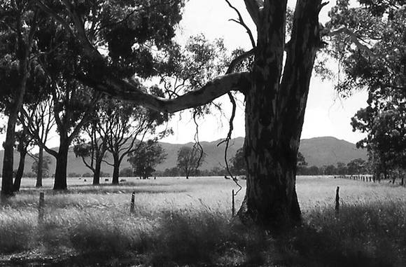 On the way to Ballarat we admire the Victorian landscape.