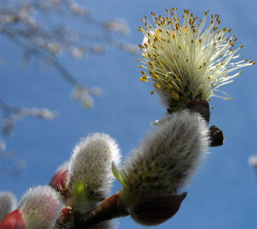 Pussy willow reaching for the sky