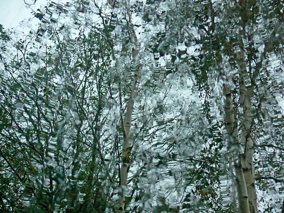 Downpour on the birches