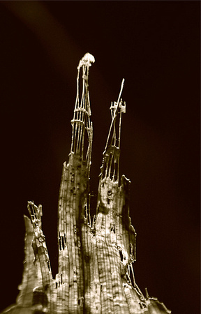 Our dry fern touched by Gaudi.....