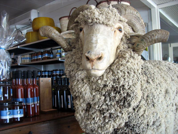 We've all heard about the bull in a china shop, but a sheep in a grog shop?
